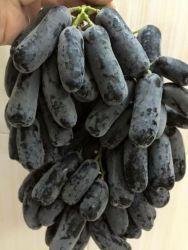 Nho ngón tay Australia