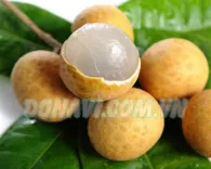 Nhãn giống Thái