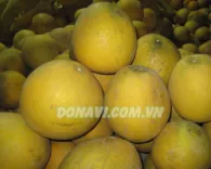 Bưởi diễn