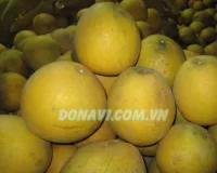 Bưởi diễn
