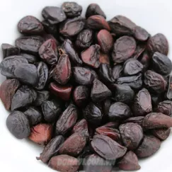 Hạt dổi