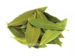 Lá nguyệt quế
