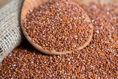 Hạt diêm mạch đỏ (Red quinoa)