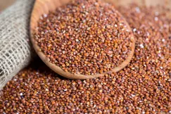 Hạt diêm mạch đỏ (Red quinoa)