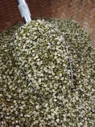 Đỗ xanh vỡ hạt