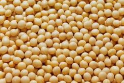 Đỗ Tương Nguyên Hạt