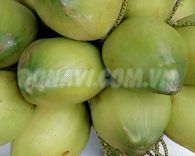 Dừa xiêm Bến Tre