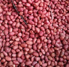 Nhân Lạc Đỏ Nghệ An