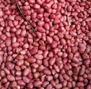 Nhân Lạc Đỏ Nghệ An