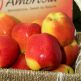tao ambrosia mỹ