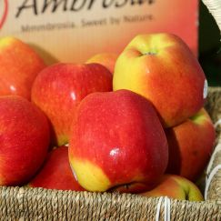 Táo Ambrosia Mỹ