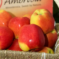 Táo Ambrosia Mỹ