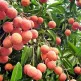 vai-thieu-thanh-ha-hai-duong