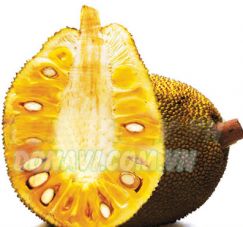 Mít nghệ Tiền Giang