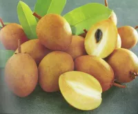 Hồng xiêm Xuân Đỉnh