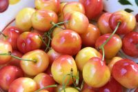 Cherry vàng Mỹ