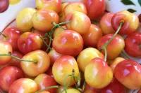 Cherry vàng Mỹ