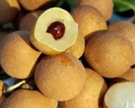Nhãn lồng Hưng Yên
