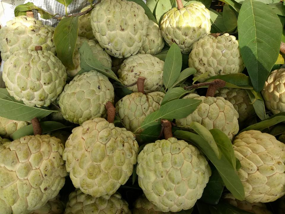 Na Đồng Bành (Chi Lăng)
