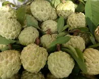 Na Đồng Bành (Chi Lăng)