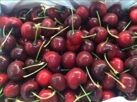 Cherry đỏ Canada