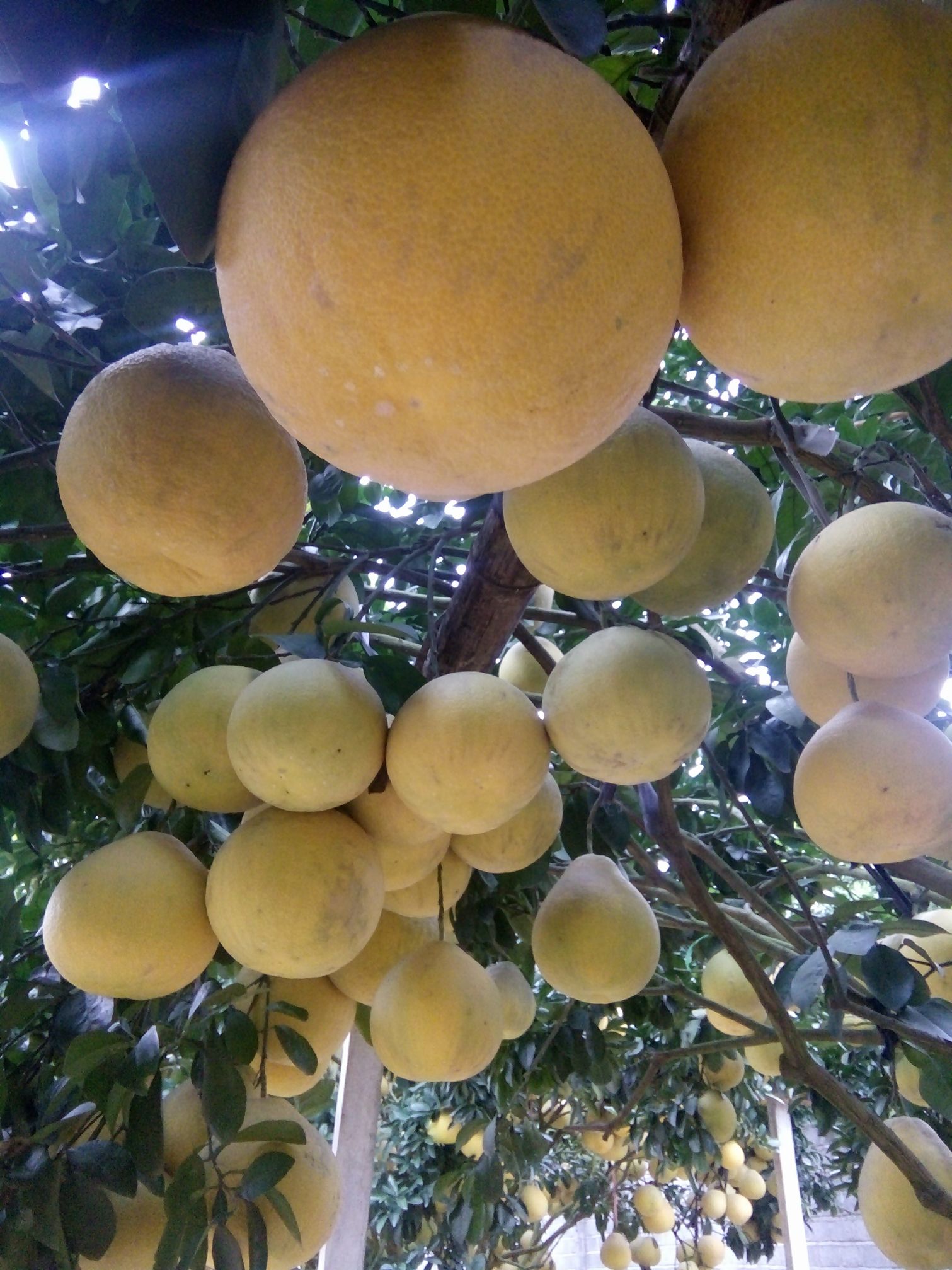 Bưởi đỏ Tân Lạc