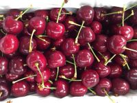 Cherry đỏ Australia