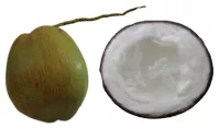 Dừa sáp