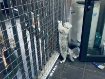 Lưới An Toàn Cho Thú Cưng