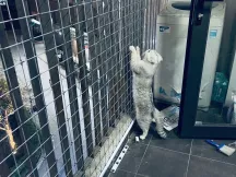 Lưới An Toàn Ngăn Chó Mèo