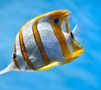 Cá hồng vỹ mỏ vịt