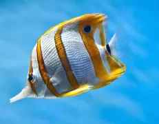Cá hồng vỹ mỏ vịt