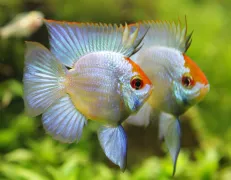 Choáng với thú chơi cá lóc đẹp nghiêng thùng đổ nước