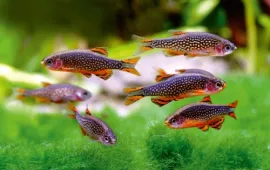 Bộ sưu tập cá mới nhập