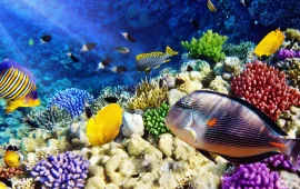 Cá cảnh không cần oxi