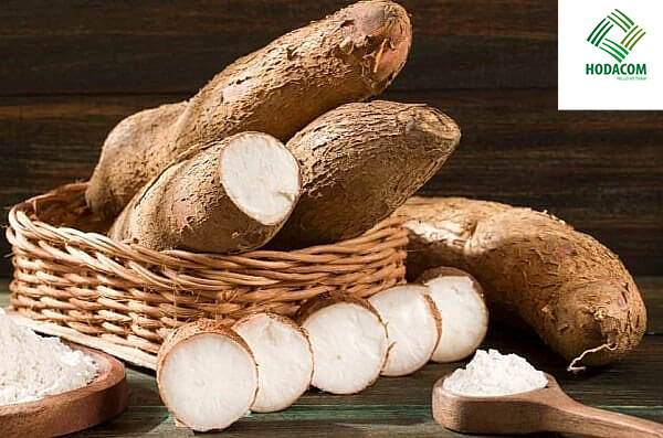 Sắn chất lượng