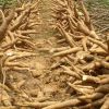 Cassava starch processing