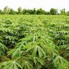 Cassava Starch Production