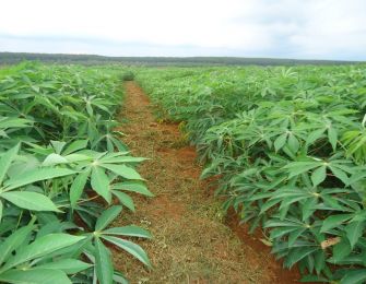 LEARN ABOUT CASSAVA IN FOOD TECHNOLOGY