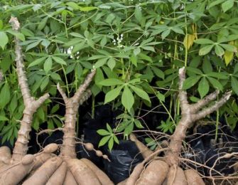 CASSAVA & TAPIOCA