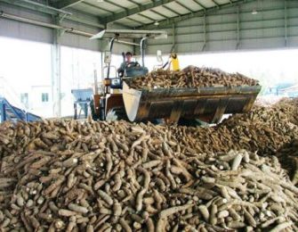 Cassava exports to Japan up 26%