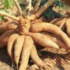 What is Cassava? Health Benefits and Effective Uses