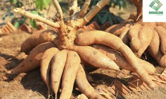 What is Cassava? Health Benefits and Effective Uses