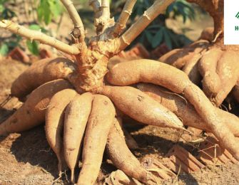 What is Cassava? Health Benefits and Effective Uses