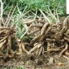 Unexpected Health Benefits of Cassava