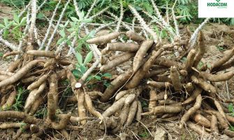 Unexpected Health Benefits of Cassava