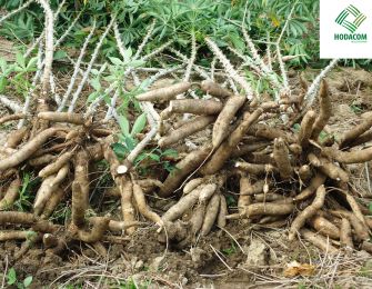 Unexpected Health Benefits of Cassava