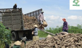 Cassava Starch Export Units to Singapore