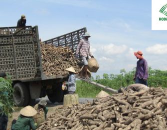 Cassava Starch Export Units to Singapore