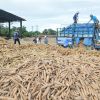 Cassava Starch and Its Role in Modern Textile Industry